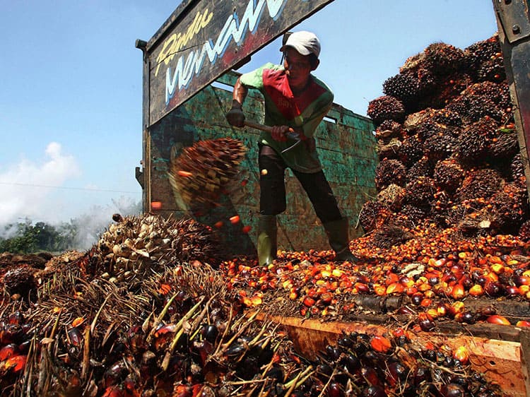 Malaysian palm oil futures fluctuate, while Indonesia increases its export quota