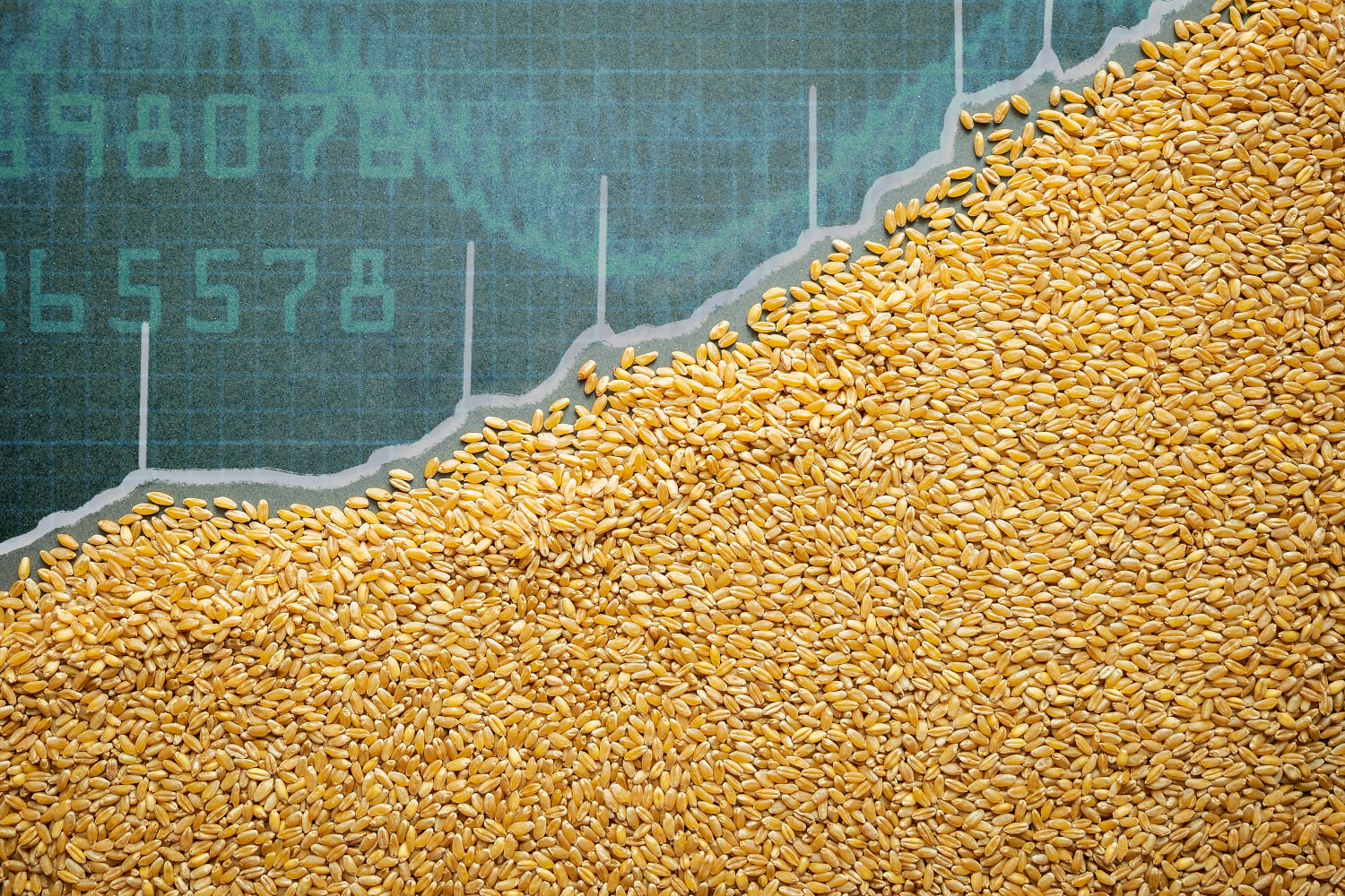 Dry weather raises concerns over Australian wheat crop