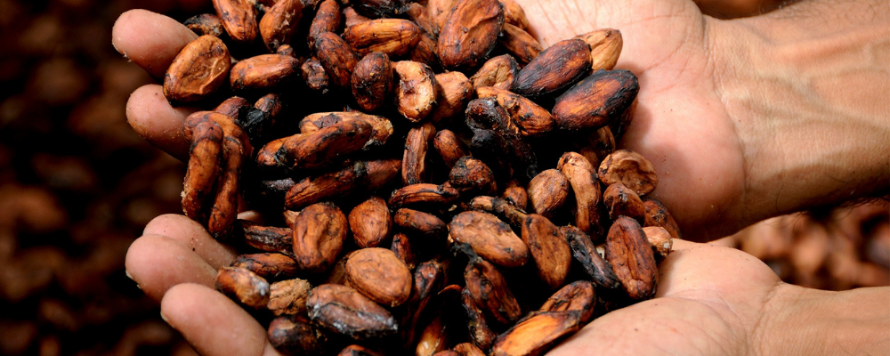 Cocoa: a supply-driven opportunity